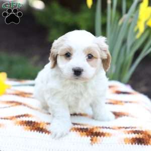 Dusty, Cavachon Puppy
